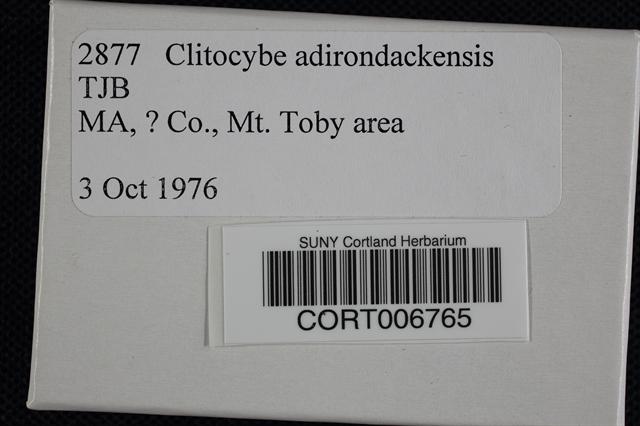 Clitocybe adirondackensis image