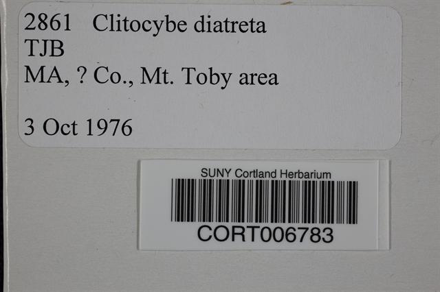 Clitocybe diatreta image