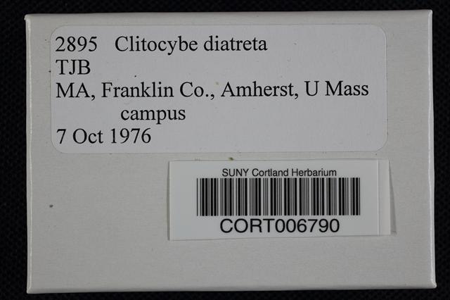 Clitocybe diatreta image