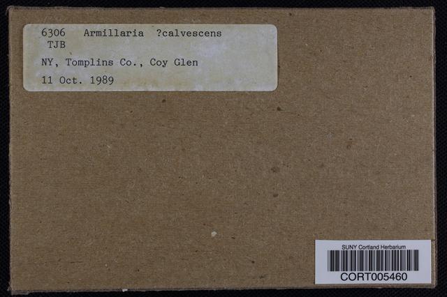 Armillaria calvescens image
