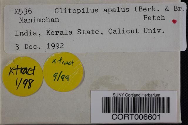 Clitopilus apalus image