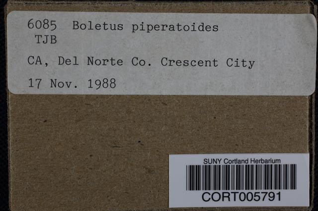 Boletus piperatoides image