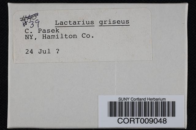 Lactarius griseus image