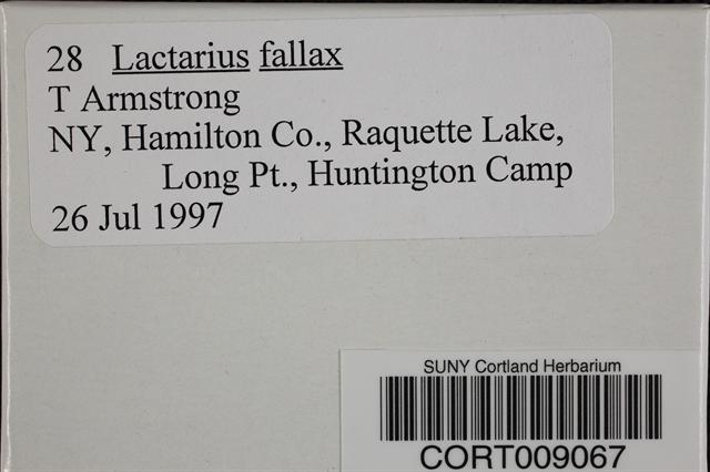 Lactarius fallax image