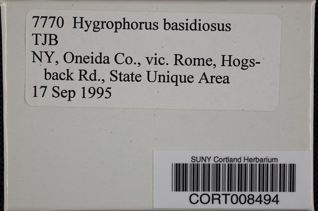 Hygrophorus basidiosus image
