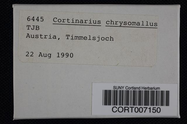 Cortinarius chrysomallus image