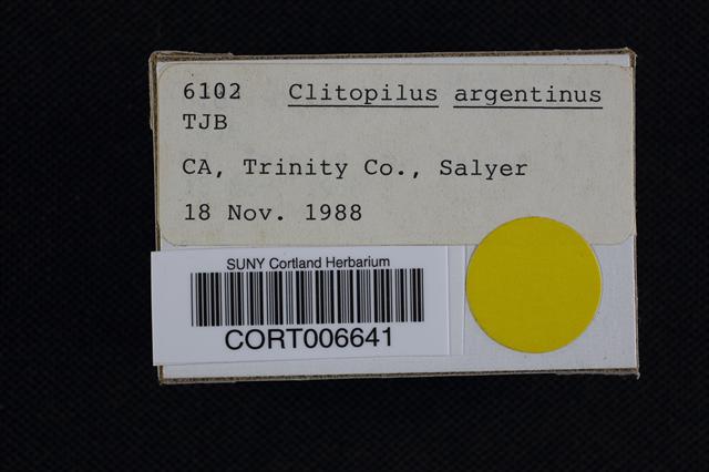 Clitopilus argentinus image