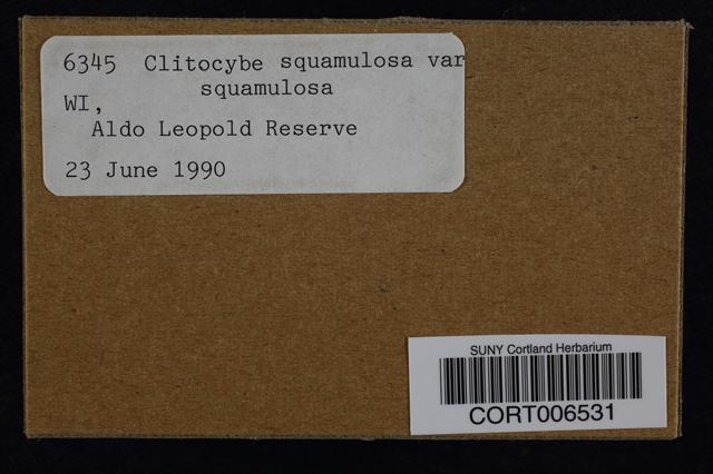 Clitocybe squamulosa var. squamulosa image