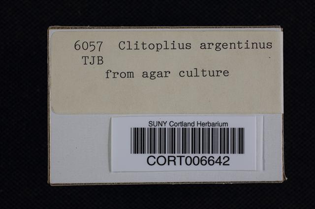 Clitopilus argentinus image