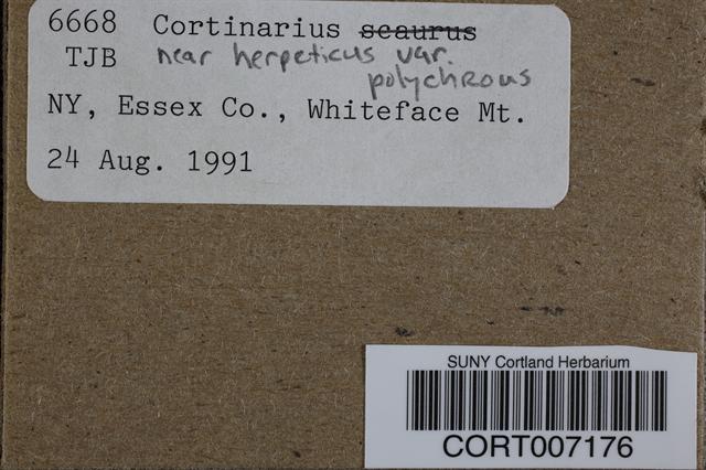 Cortinarius herpeticus f. polychrous image