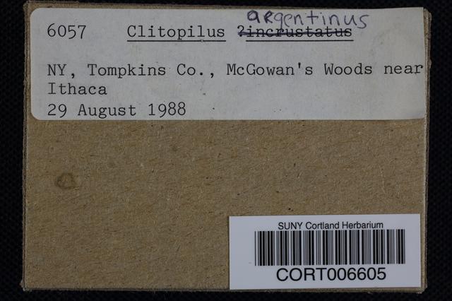 Clitopilus argentinus image