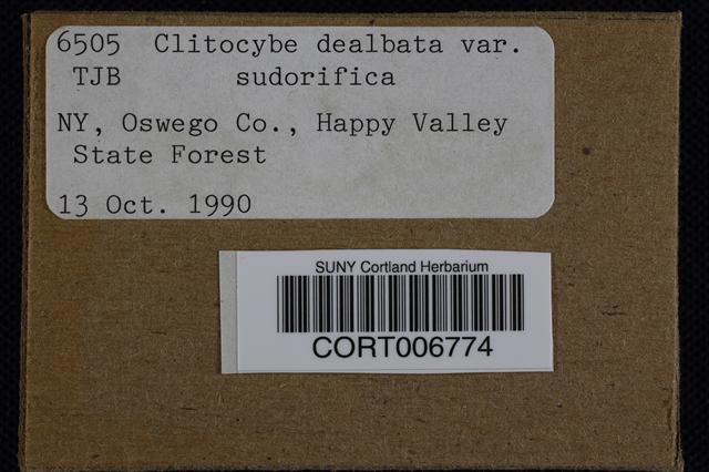 Clitocybe dealbata var. sudorifica image