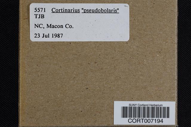 Cortinarius pseudobolaris image
