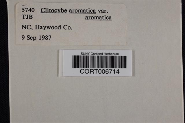 Clitocybe aromatica var. aromatica image