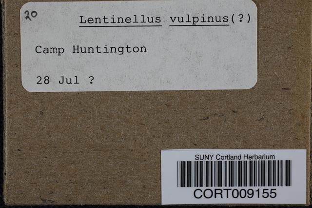 Lentinellus vulpinus image
