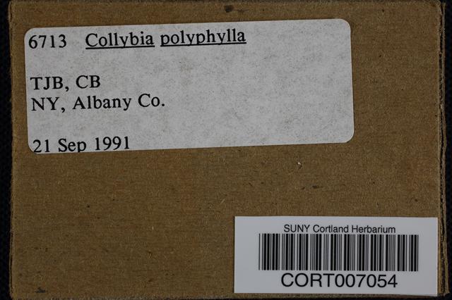 Collybia polyphylla image