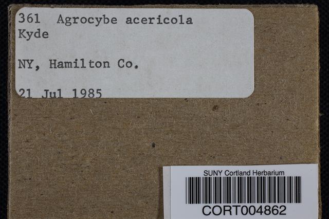 Agrocybe acericola image