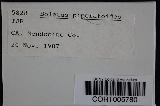 Boletus piperatoides image
