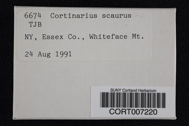 Cortinarius scaurus image