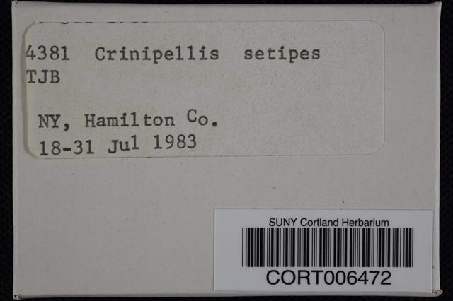 Crinipellis setipes image