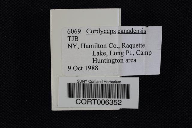 Cordyceps canadensis image