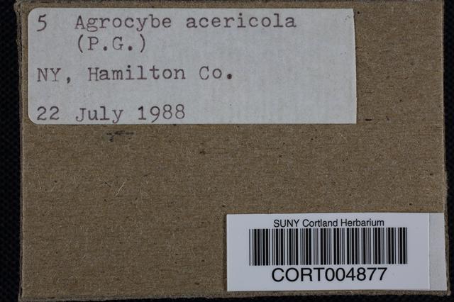 Agrocybe acericola image