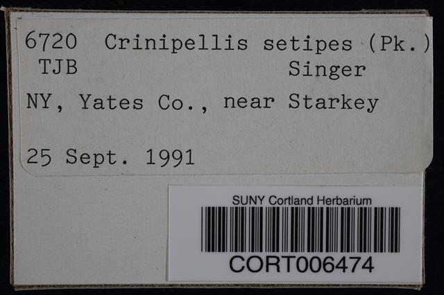 Crinipellis setipes image