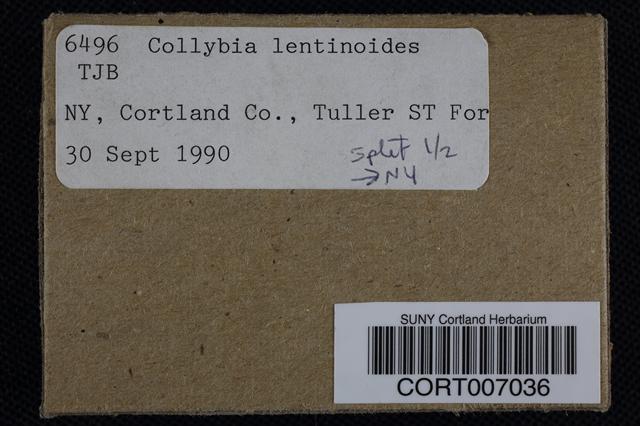 Collybia lentinoides image