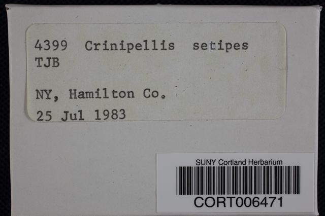 Crinipellis setipes image