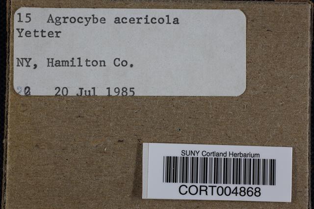 Agrocybe acericola image