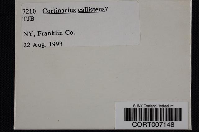 Cortinarius callisteus image