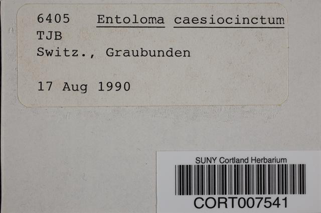 Entoloma caesiocinctum image