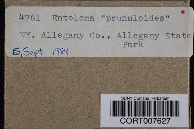 Entoloma prunuloides image