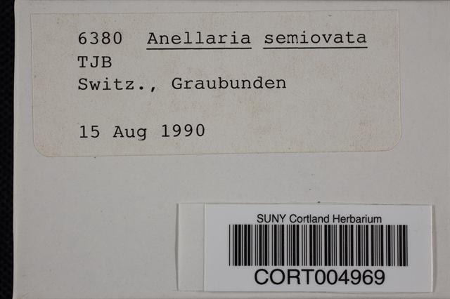 Anellaria semiovata image