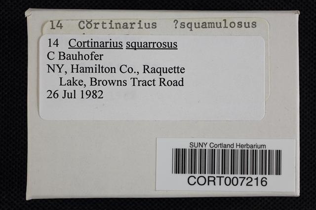 Cortinarius squarrosus image