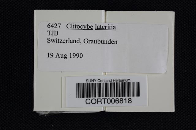 Clitocybe lateritia image