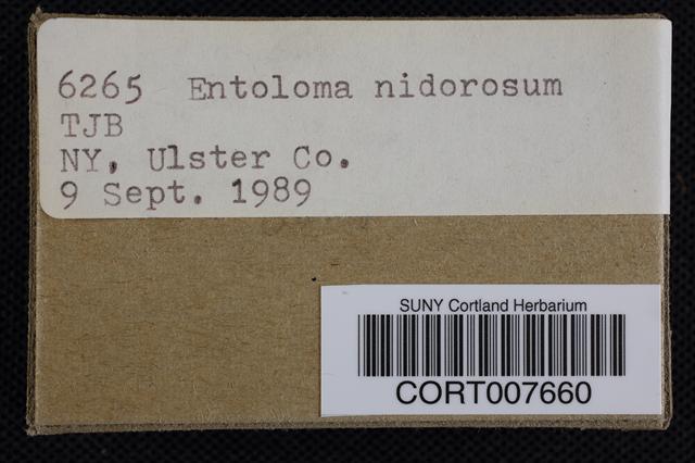 Entoloma rhodopolium image