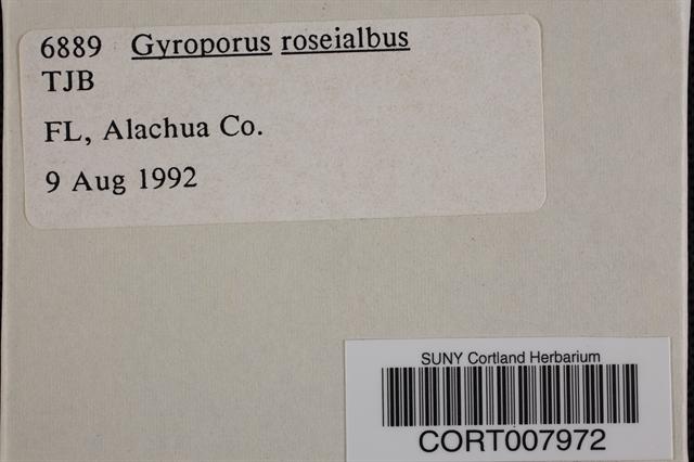 Gyroporus roseialbus image