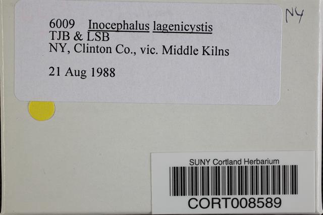 Inocephalus lagenicystis image