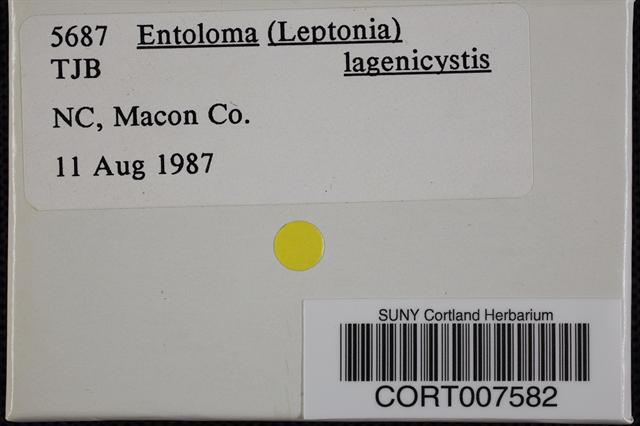 Entoloma lagenicystis image