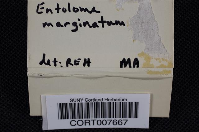 Entoloma marginatum image
