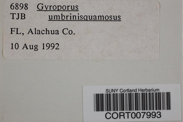 Gyroporus umbrinisquamosus image