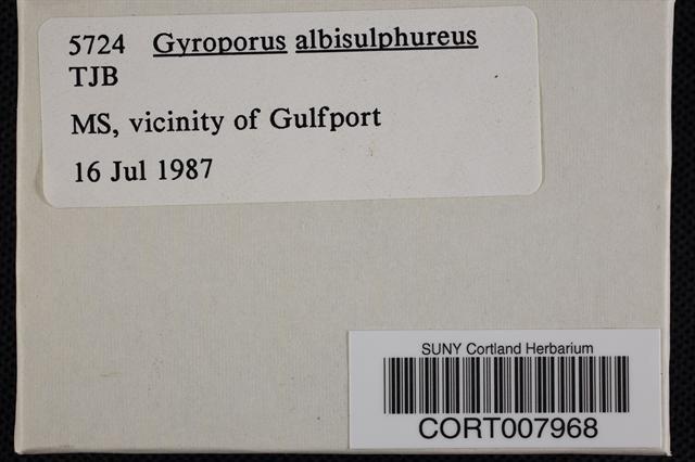 Gyroporus albisulphureus image