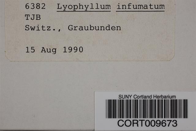 Lyophyllum infumatum image
