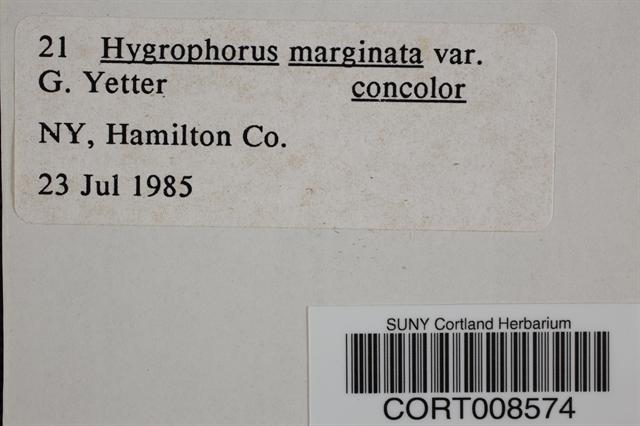 Hygrophorus marginatus var. concolor image
