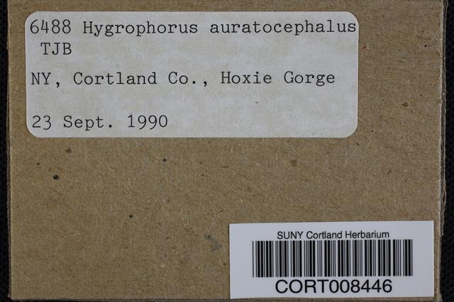 Hygrophorus auratocephalus image