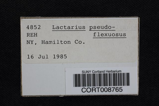 Lactarius pseudoflexuosus image