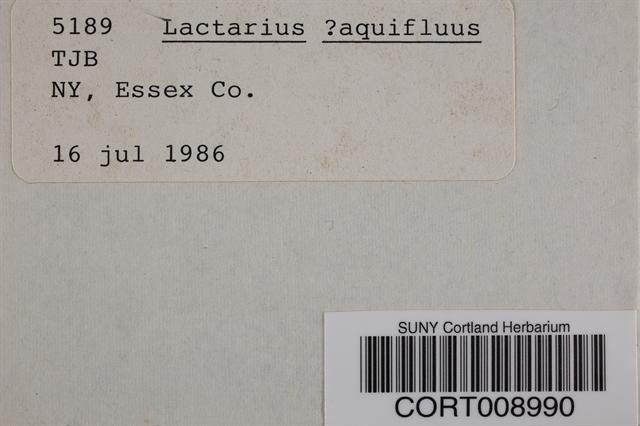 Lactarius helvus image