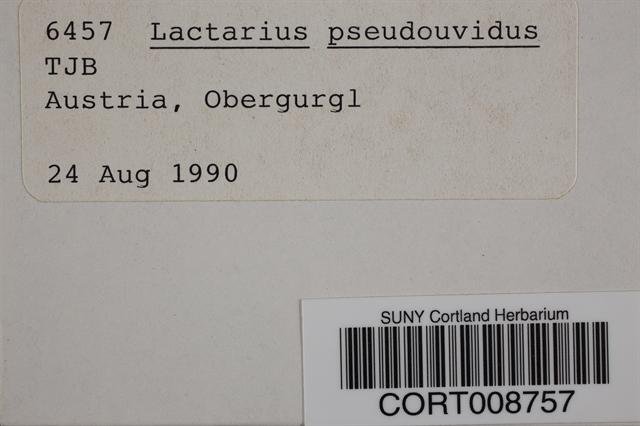 Lactarius pseudouvidus image