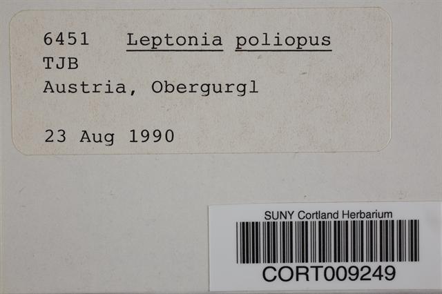 Entoloma poliopus var. poliopus image